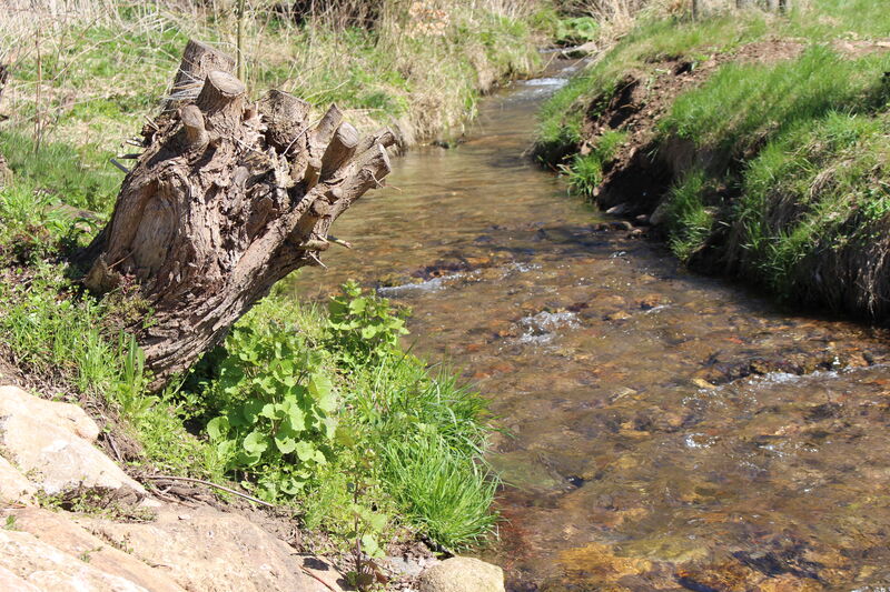 kleiner Bach mit Uferböschung