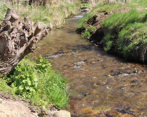 kleiner Bach mit Uferböschung