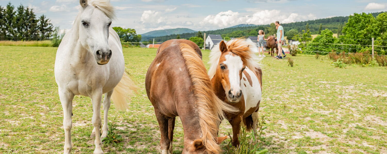 zwei Pferde blicken in kamera, einsgrast, im Hintergrund Menschen mit einem weiteren Pferd, Berge und Wälder