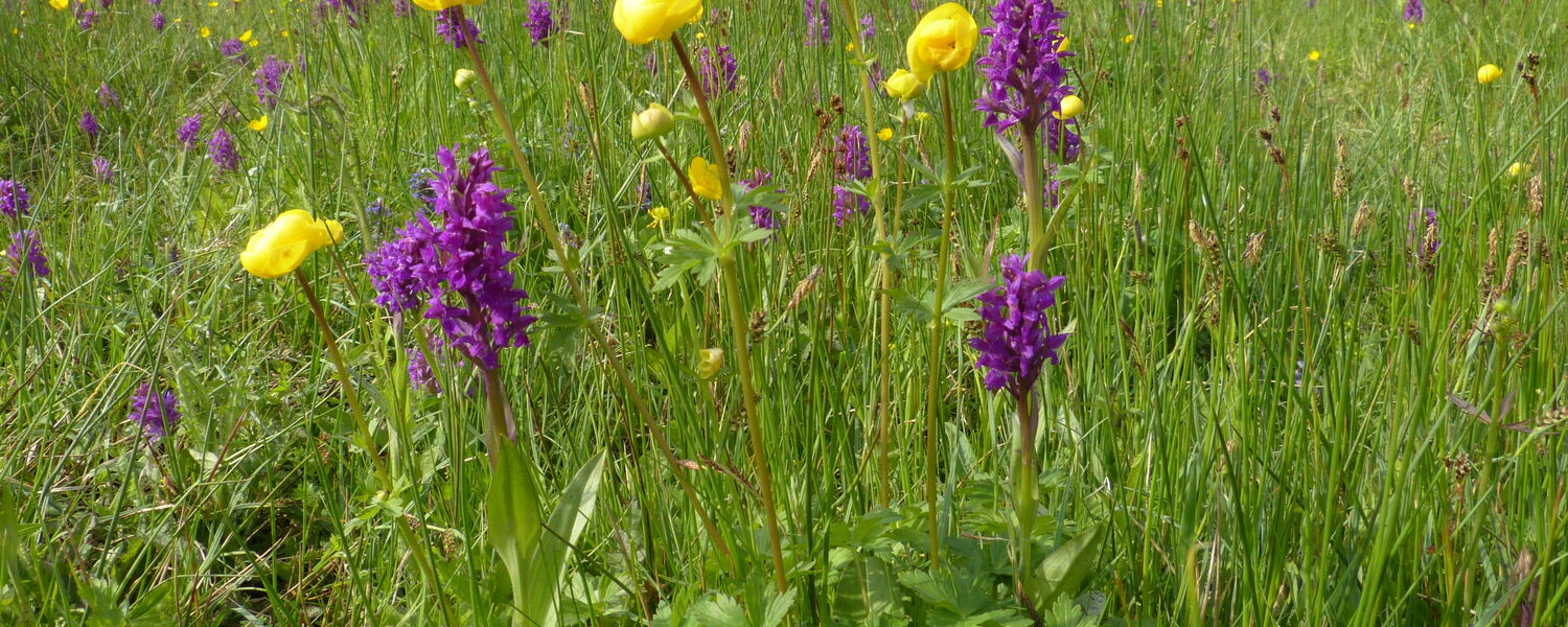 Eine Bergwiese mit dem lilafarbenen breitblättrigen Knabenkraut und der gelben Trollblume