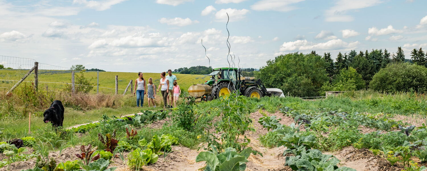 Feld mit Salat und Kohl, Hund, Erwachsenen, Kindern und Traktor im Hintergrund